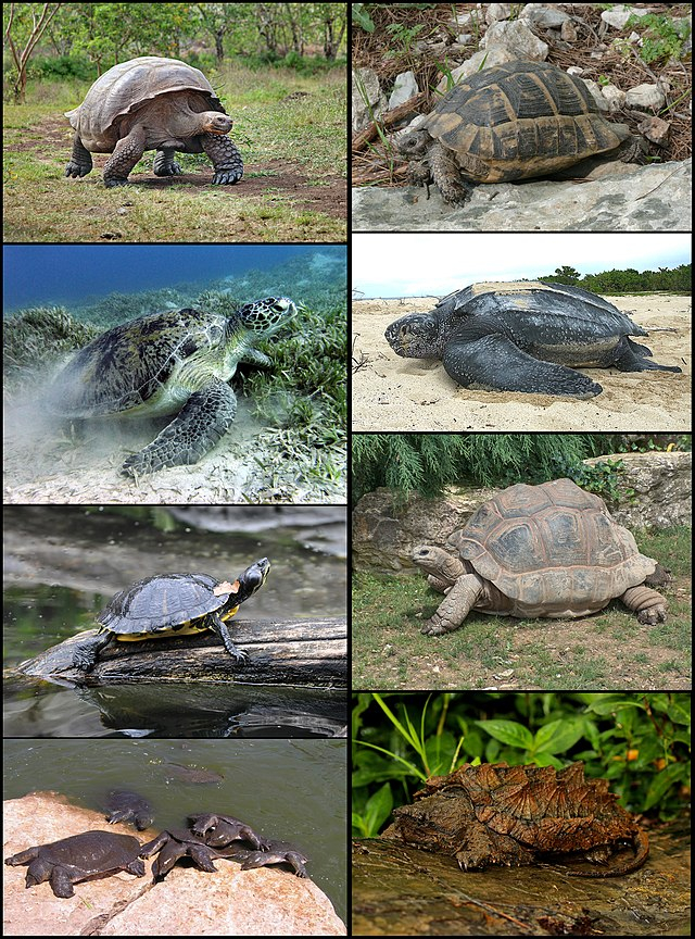 A collage of eight different types of turtles.